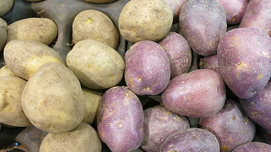 ziemniaki czerwone, russet, odmian, kartofli, kartoszkę, z bliska, żniwa