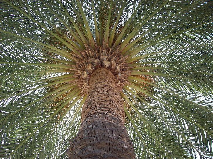 Palm, sol, árvore, férias, Ibiza