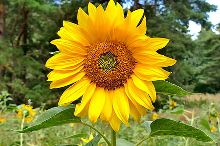 bunga matahari, makro, warna yang indah, warna-warni, Flora, musim panas, tanaman