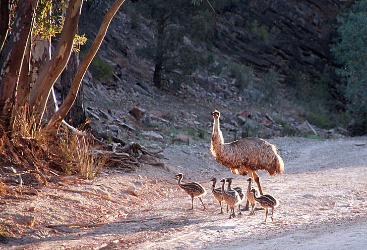 EMU, Austrálie, pták, zvíře