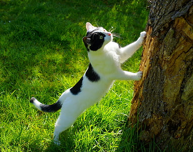 cat, garden, nature, animal, spring, attention, young cat
