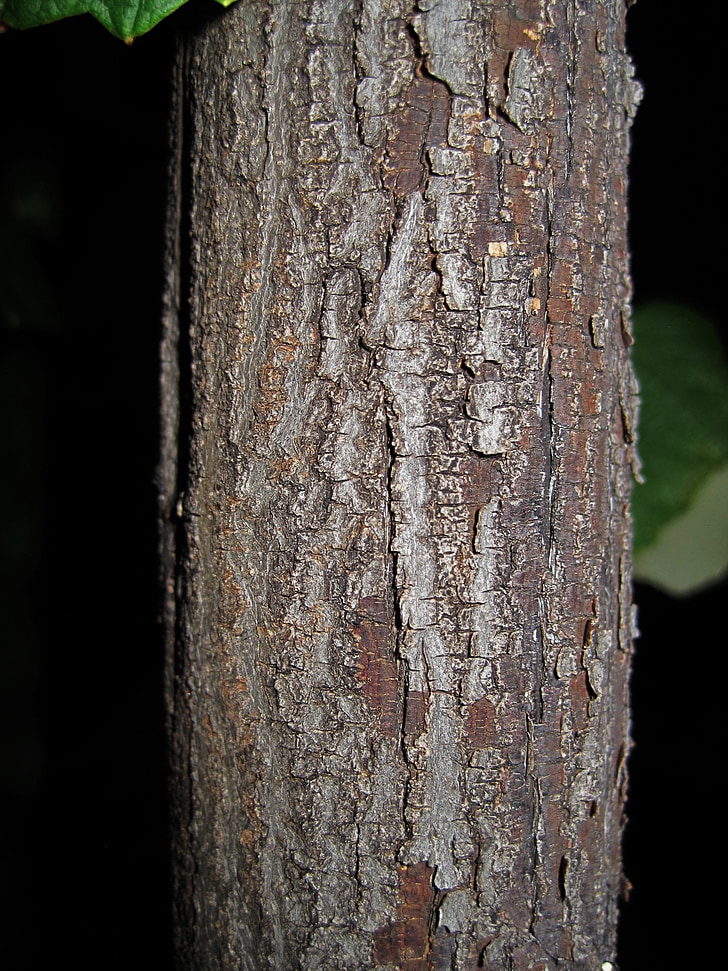 arbre, tronc, escorça, amb textura, fusta, natural, textura