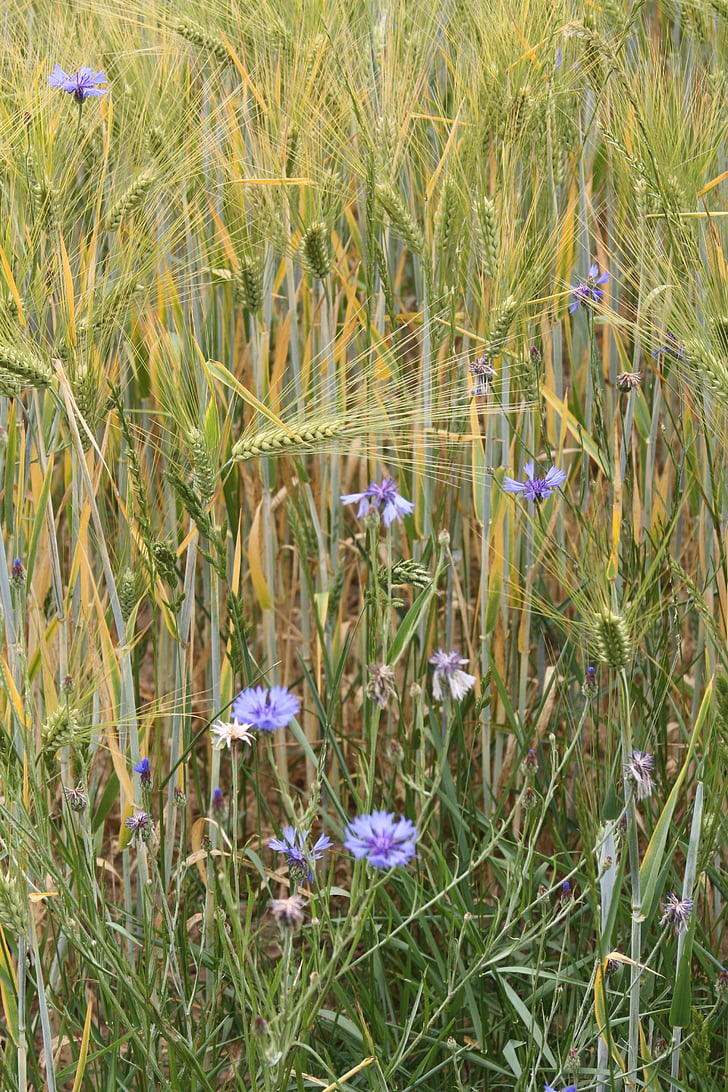 barley field, barley, cereals, awns, cornflowers, field, agriculture