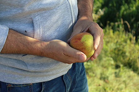 človek, jabolko, žetev, roke, jeseni, sadje, narave