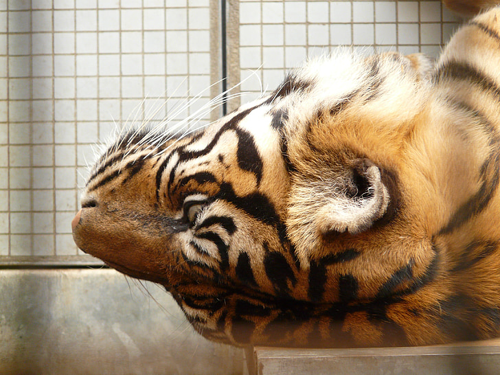 sumatran tiger, tiger, cat, predator, dangerous, fur