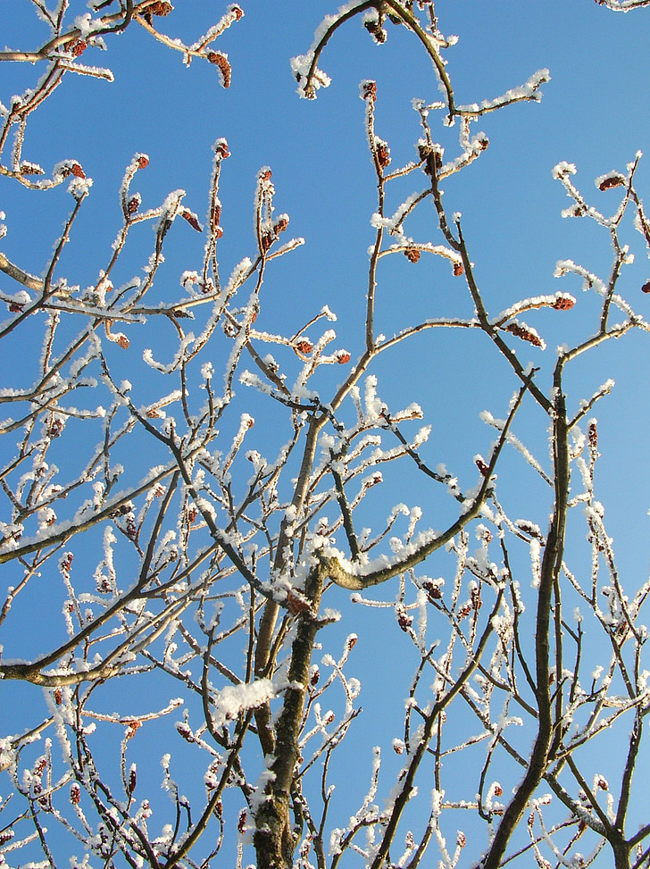 nature, winter, tree, hoarfrost, branch, blue, sky