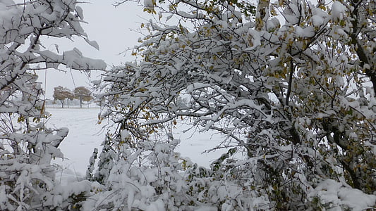 Bušas, snieguotas, šveitiklis, coldsnap, Allgäu, rudenį, sniego