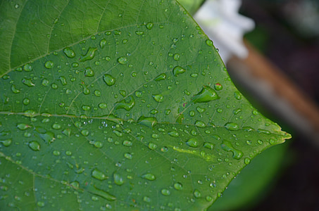 grünes Blatt, Regen, nass, Tropf, Tropfen Wasser, Regentropfen, Natur