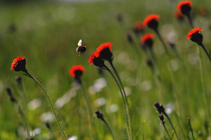 Bee, insect, natuur, rood-groen