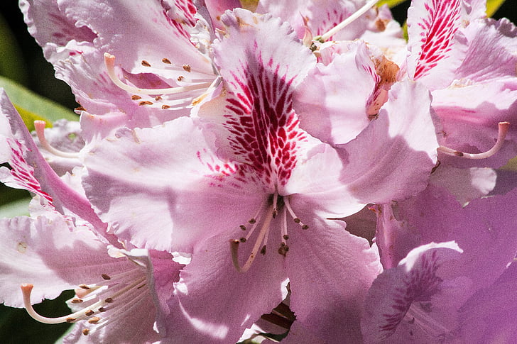 Rhododendron, einzelne Blume, Blüte, Bloom, Gattung, Familie der ericaceae, Ericaceae