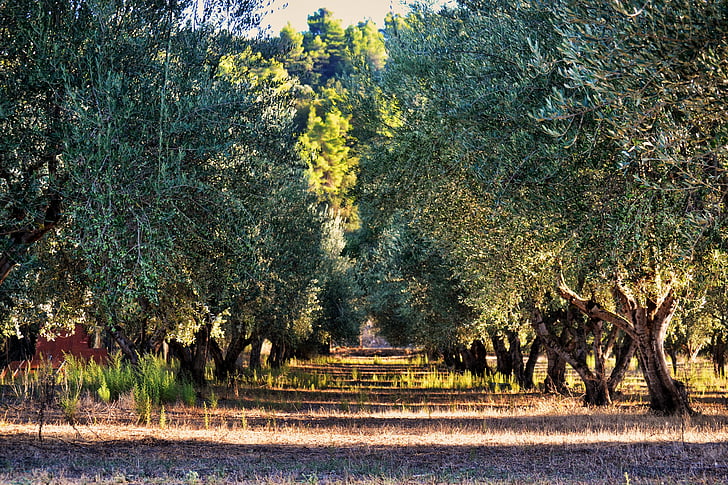 oliventre, treet, oliven, Orchard, grønn, skog, landbruk