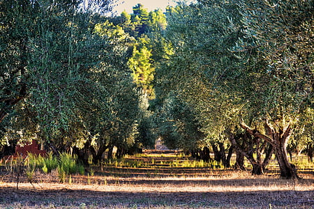 olivträd, träd, Oliver, Orchard, grön, skogen, jordbruk