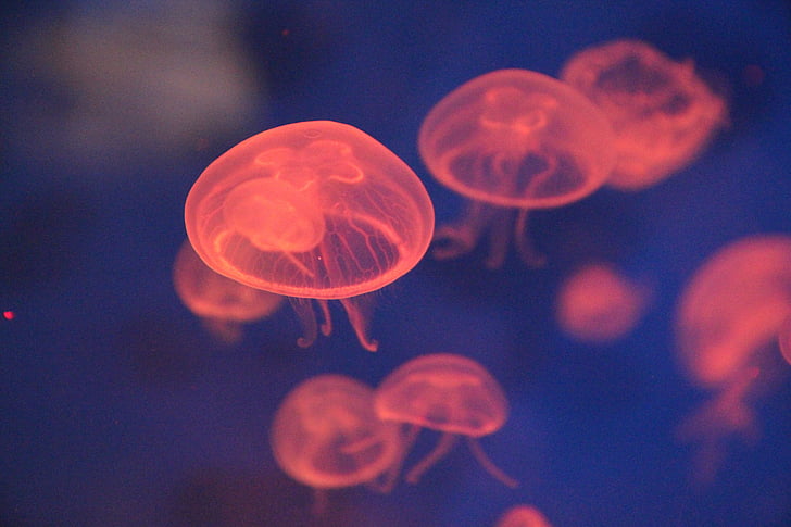 ubur-ubur, laut, makhluk laut, Biologi, neon, hewan, bawah air