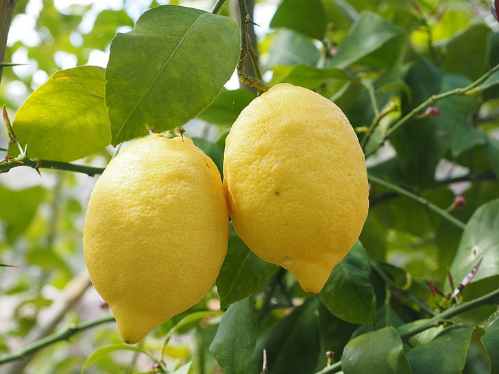 citron, Limone, citronnier, × Citrus limon, agrumes, fruits, fruits tropicaux