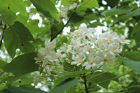 flors de Tung, Wu yuexue, maig