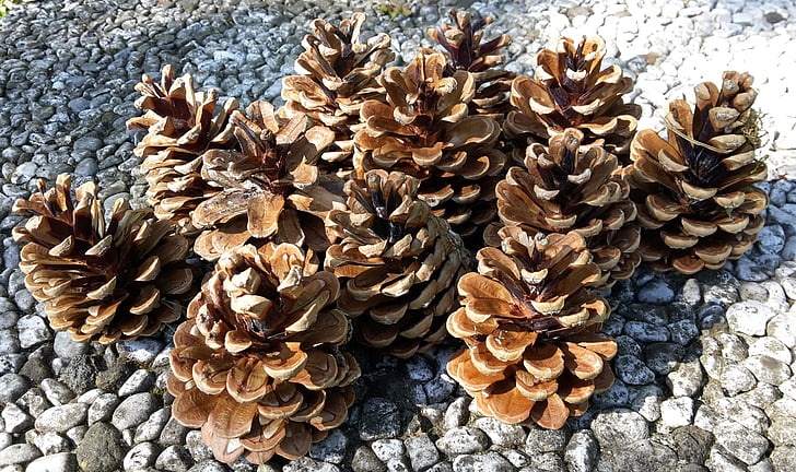pine cones, cone, pine, tree, wood, nature, forest