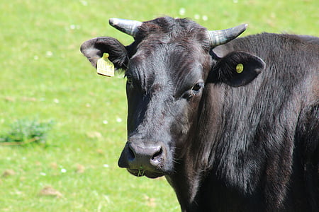 корова, ферми, Тваринництво, чорний, домашніх тварин, трава, тварина темами