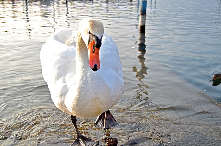 birds, water, animals, lake, bird, nature, swan
