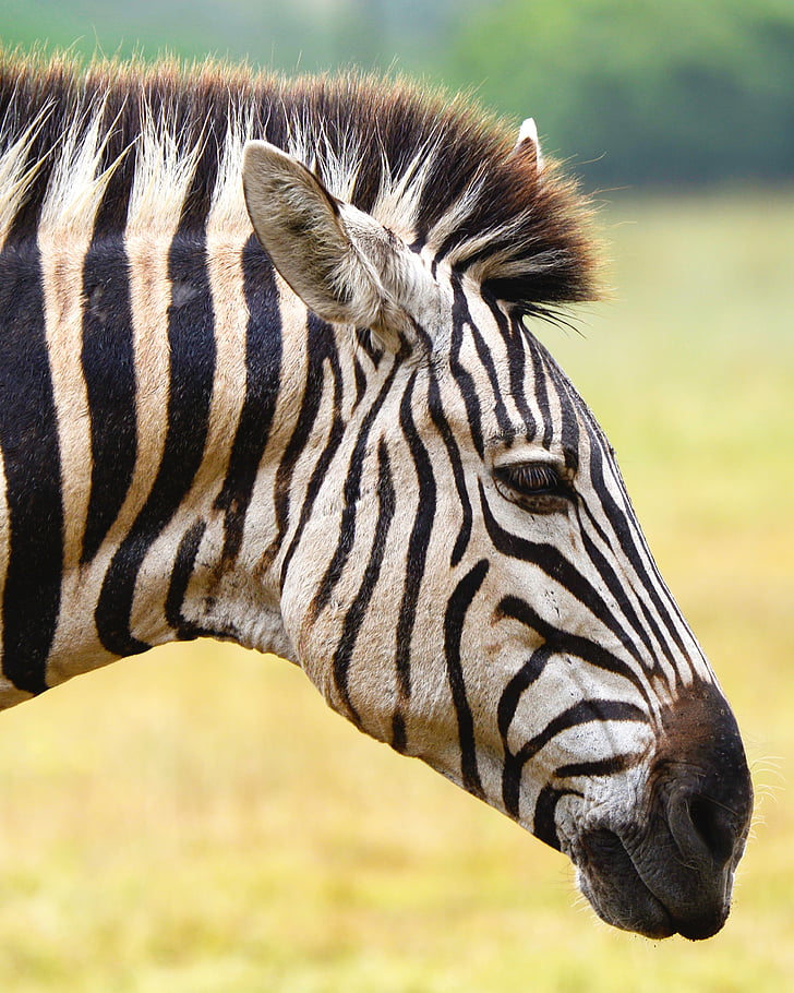 Zebra, Afrique du Sud, Parc lion Seaview