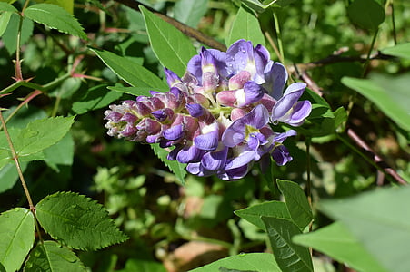 ploaie-ud wisteria, picăturile de ploaie, floare, floare, floare, plante, viţă de vie