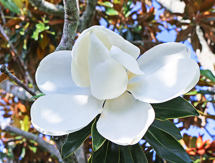magnólie, květ, strom, Bílý květ, Florida vegetace, Příroda