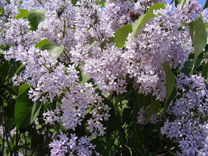 blue, flowers, lilac, oleaceae, olive, sky, syringa vulgaris