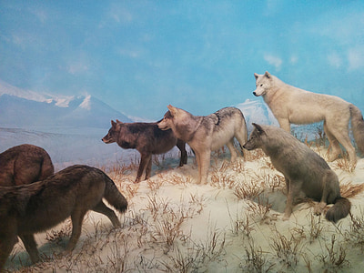 Hundid, Wolf, Pack, Wildlife, looduslike, looma, Predator