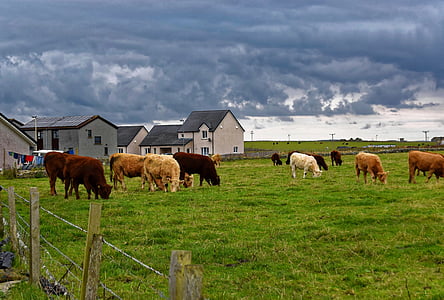 Kühe, Ackerland, Landwirtschaft, des ländlichen Raums, Landschaft, Rinder, Landwirtschaft