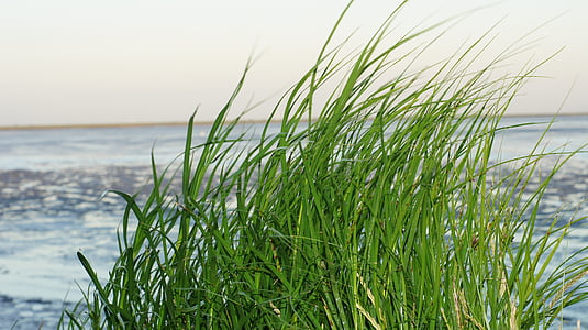herba, vats, Mar del nord, Mar de Wadden, verd, natura, Mar