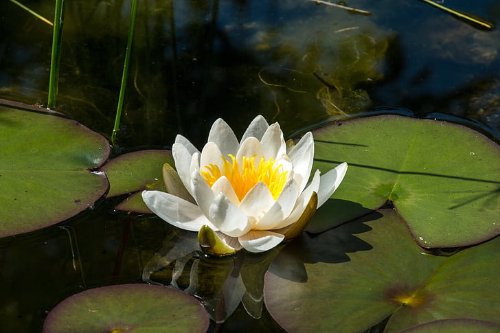 water lily, flower, aquatic plant, water, nuphar lutea, pond, lake rose