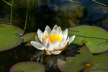 water lily, flower, aquatic plant, water, nuphar lutea, pond, lake rose