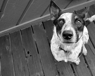 pes, PET, oči, čierna a biela, pri pohľade na fotoaparát, Domáce zvieratá, Domáce zvieratá