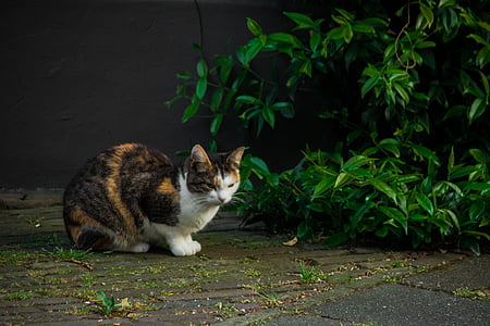 котка, Felis catus, Същински котки, Felidae —, животни, растения, храсти