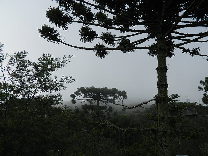 Araucaria, bir Pinheiro, ağaç, doğa, Orman