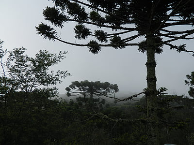 Araucaria, Pinheiro, drzewo, Natura, lasu