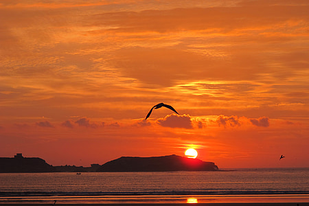 sunset, essaouira, morocco, seagull, bird, sea, nature