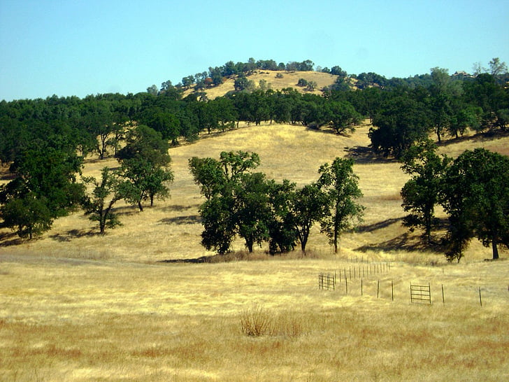 latrobe, california, landscape, hills, hillside, country, wilderness
