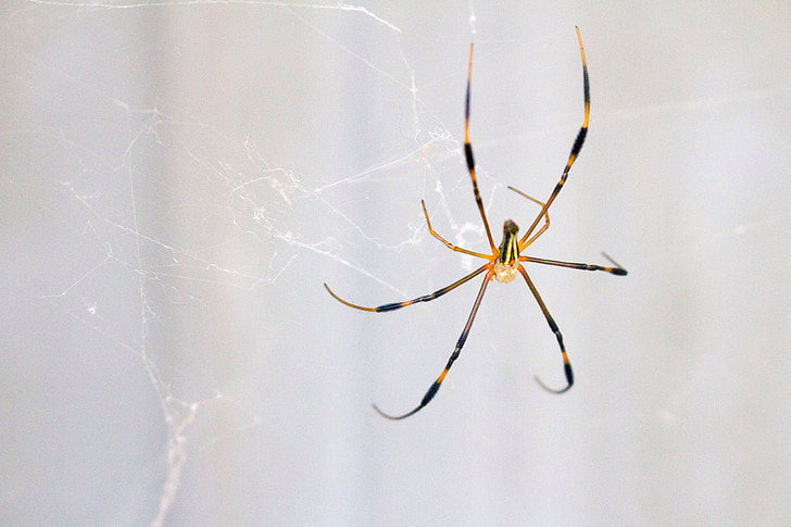 Spider, muster, looma