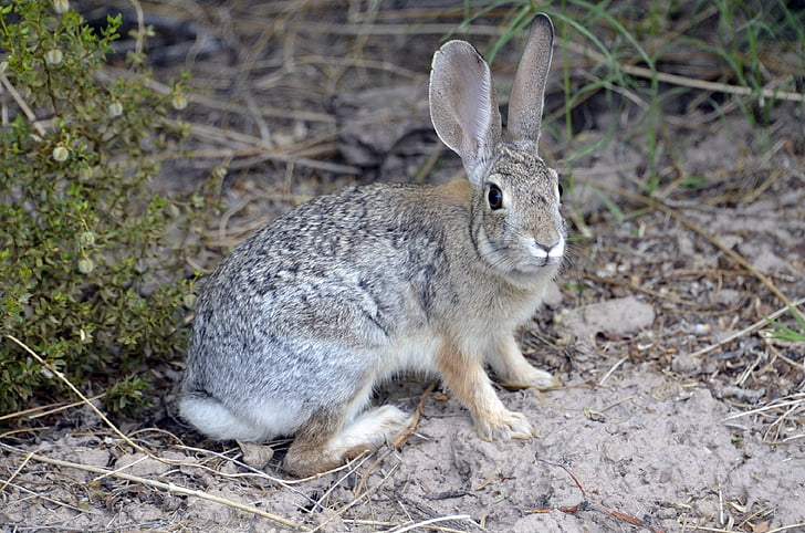 Desert cottontail, králik, zajačik, Zajac, voľne žijúcich živočíchov, Príroda, milý