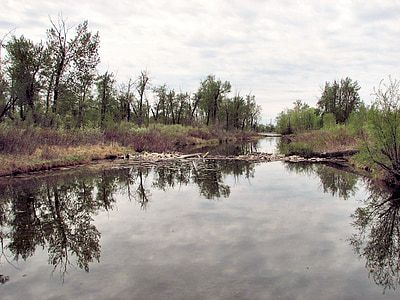 diga del castoro, Alberta, Canada, sistema del fiume