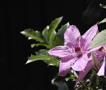 Clematis, λουλούδι, Κήπος, το καλοκαίρι, μωβ