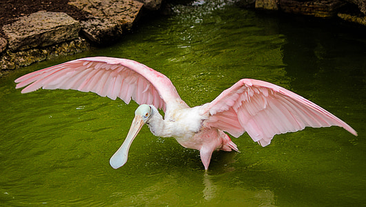 spoonbill, crane, roseate spoonbill, bird, water bird, bathing, bath