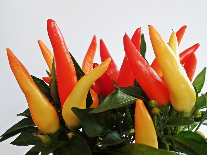 paprika, ornamental plant, green, ornamental tree, red, yellow, plant