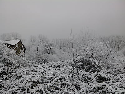 invierno, nieve, paisaje de invierno, naturaleza, árbol, bosque, Escena rural