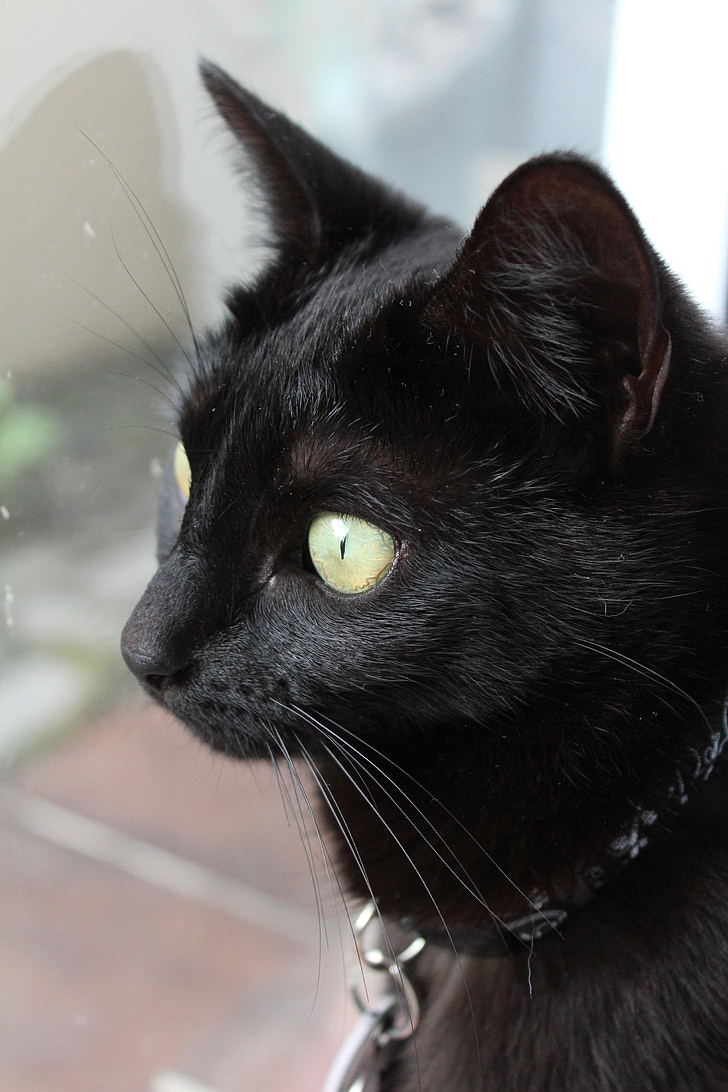 kedi, siyah kedi, evde beslenen hayvan, siyah, kedi, Kitty