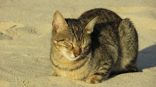 Kot, bezpańskie, Plaża, zwierząt, ładny, odkryty, bezdomny