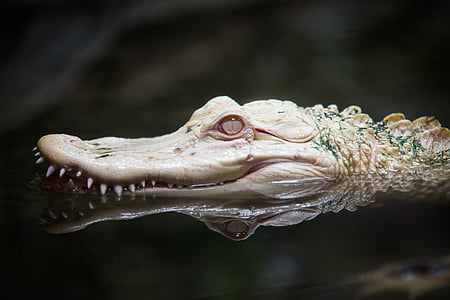 albino, alligator, zoo, reptile, white, animal, nature