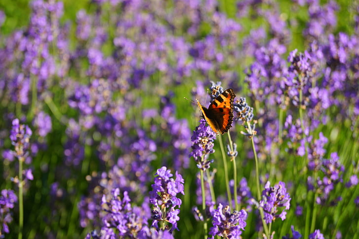 lavender, butterfly, herbs, flower, nature, purple, summer