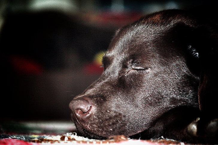 gos, dorm, animal, animals de companyia, valent, color negre, recollidor de pilotes de Labrador