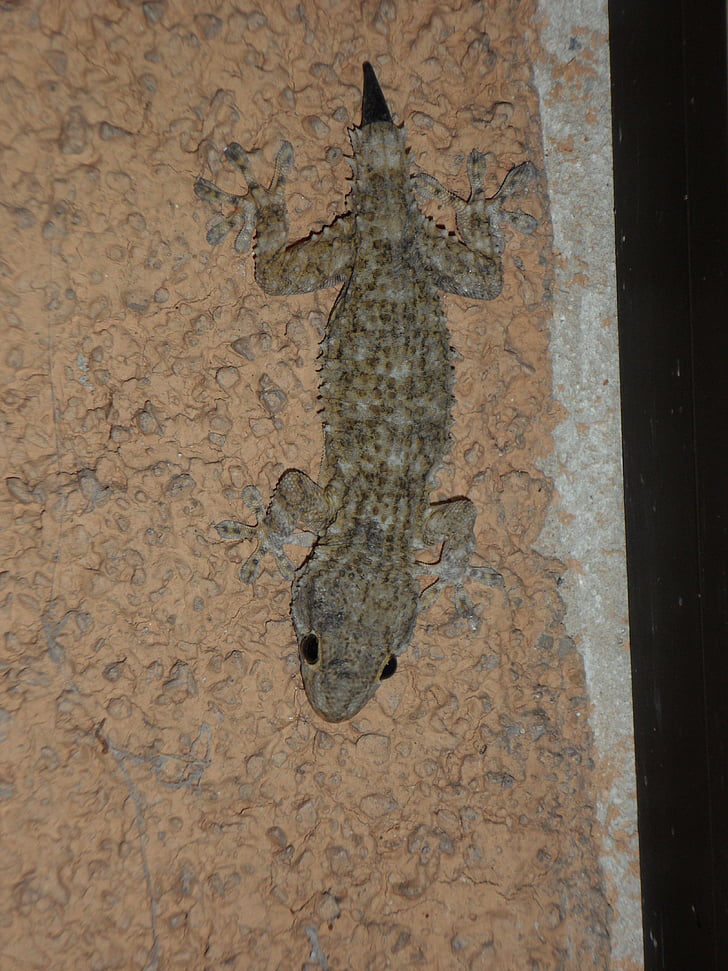 Gecko, Mediterráneo, reptil, Lagarto, pigmeo, rebrote de
